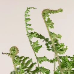 Dryopteris Affinis ‘Cristata The King’ -Plant Discount Store 776