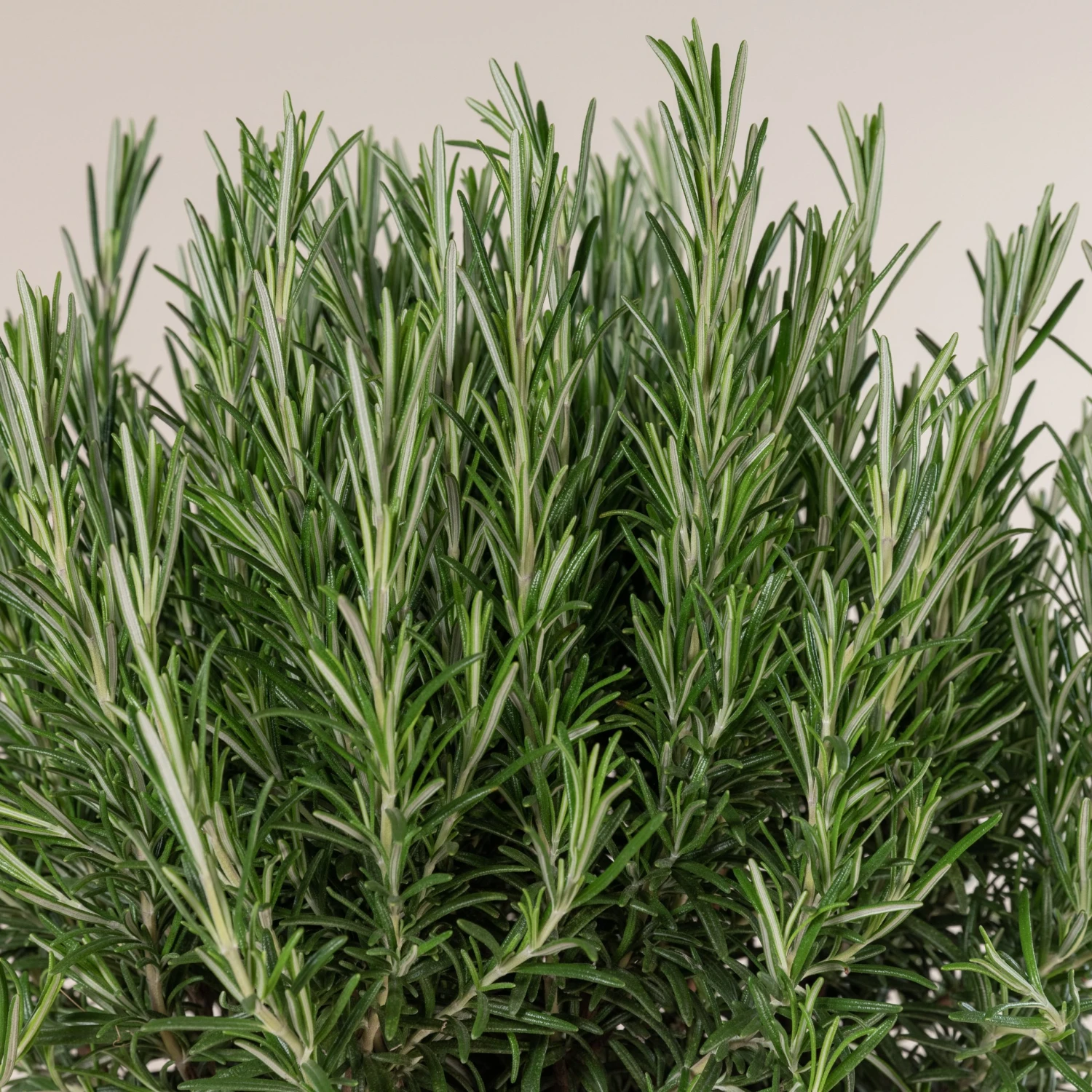 Salvia Rosmarinus 2 Salvia Rosmarinus - Image 2