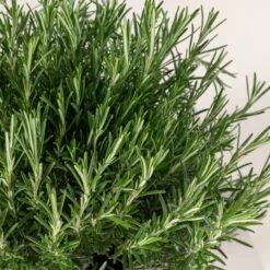 Salvia Rosmarinus 5 Salvia Rosmarinus -Plant Discount Store 780 scaled 1