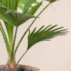 Livistona Rotundifolia -Plant Discount Store 796