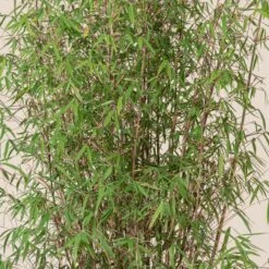 Fargesia Angustissima -Plant Discount Store 8 scaled 1