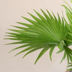 Livistona Rotundifolia -Plant Discount Store 800 scaled 1