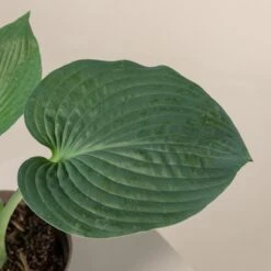 Hosta Sieboldiana ‘Elegans’ -Plant Discount Store 838