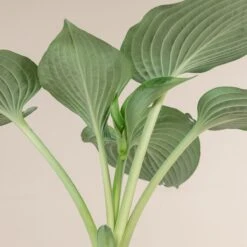 Hosta Sieboldiana ‘Elegans’ -Plant Discount Store 839