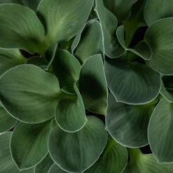 Hosta ‘Blue Mouse Ears’ -Plant Discount Store 845