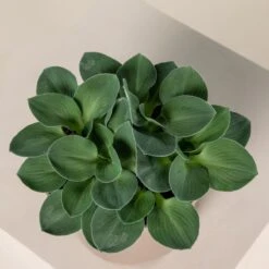 Hosta ‘Blue Mouse Ears’ -Plant Discount Store 848