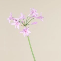 Tulbaghia Violacea 8 Tulbaghia Violacea -Plant Discount Store 853