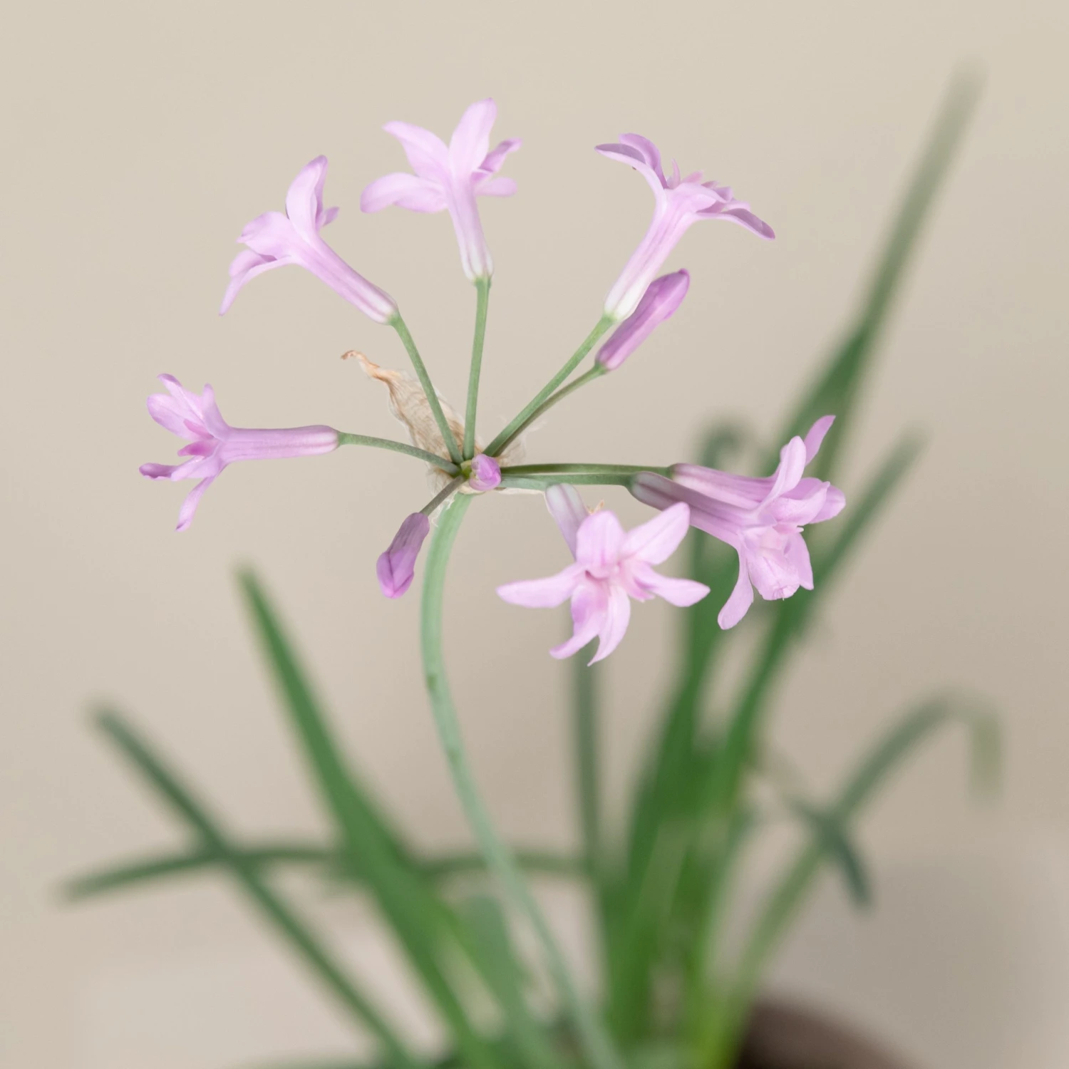 Tulbaghia Violacea 2 Tulbaghia Violacea - Image 2