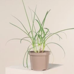 Tulbaghia Violacea 7 Tulbaghia Violacea -Plant Discount Store 856 scaled 1