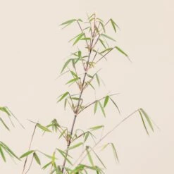 Fargesia Angustissima -Plant Discount Store 9 scaled 1