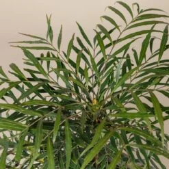Mahonia ‘Soft Caress’ -Plant Discount Store 910