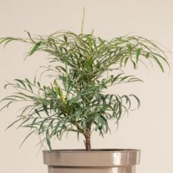 Mahonia ‘Soft Caress’ -Plant Discount Store 912 1 scaled 1