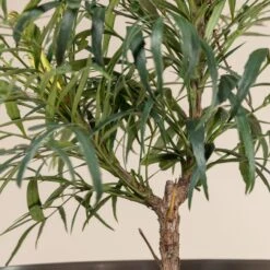 Mahonia ‘Soft Caress’ -Plant Discount Store 913 1 scaled 1