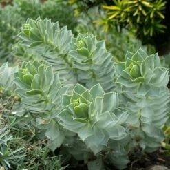 Euphorbia Myrsinites -Plant Discount Store 926 1