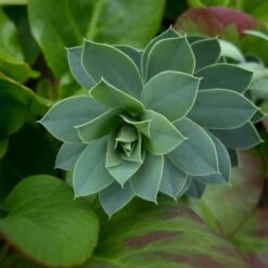 Euphorbia Myrsinites -Plant Discount Store 927 1