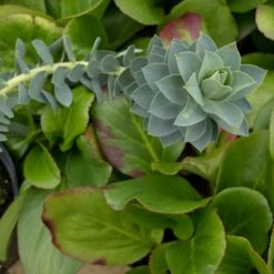 Euphorbia Myrsinites -Plant Discount Store 928 1