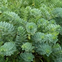 Euphorbia Myrsinites -Plant Discount Store 929 1