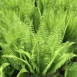 Matteuccia Struthiopteris -Plant Discount Store 930