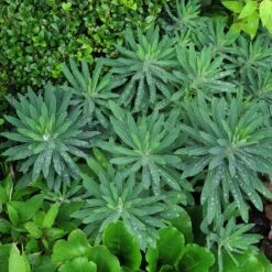Euphorbia Characias ‘Wulfenii’ -Plant Discount Store 941
