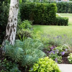 Euphorbia Characias ‘Wulfenii’ -Plant Discount Store 944