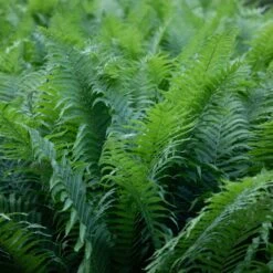 Matteuccia Struthiopteris -Plant Discount Store 950