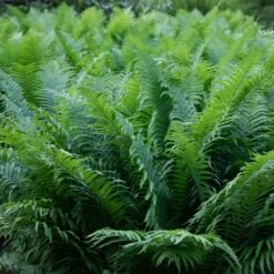 Matteuccia Struthiopteris -Plant Discount Store 952