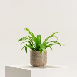 Asplenium Antiquum 9 Asplenium Antiquum -Plant Discount Store AAN 5