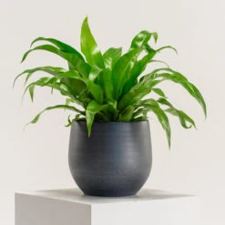 Asplenium Antiquum 8 Asplenium Antiquum -Plant Discount Store AAN 6