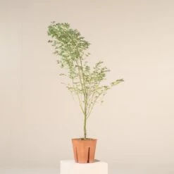 Acer Palmatum ‘Butterfly’