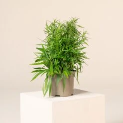 Aster Dumosus âLady In Blueâ