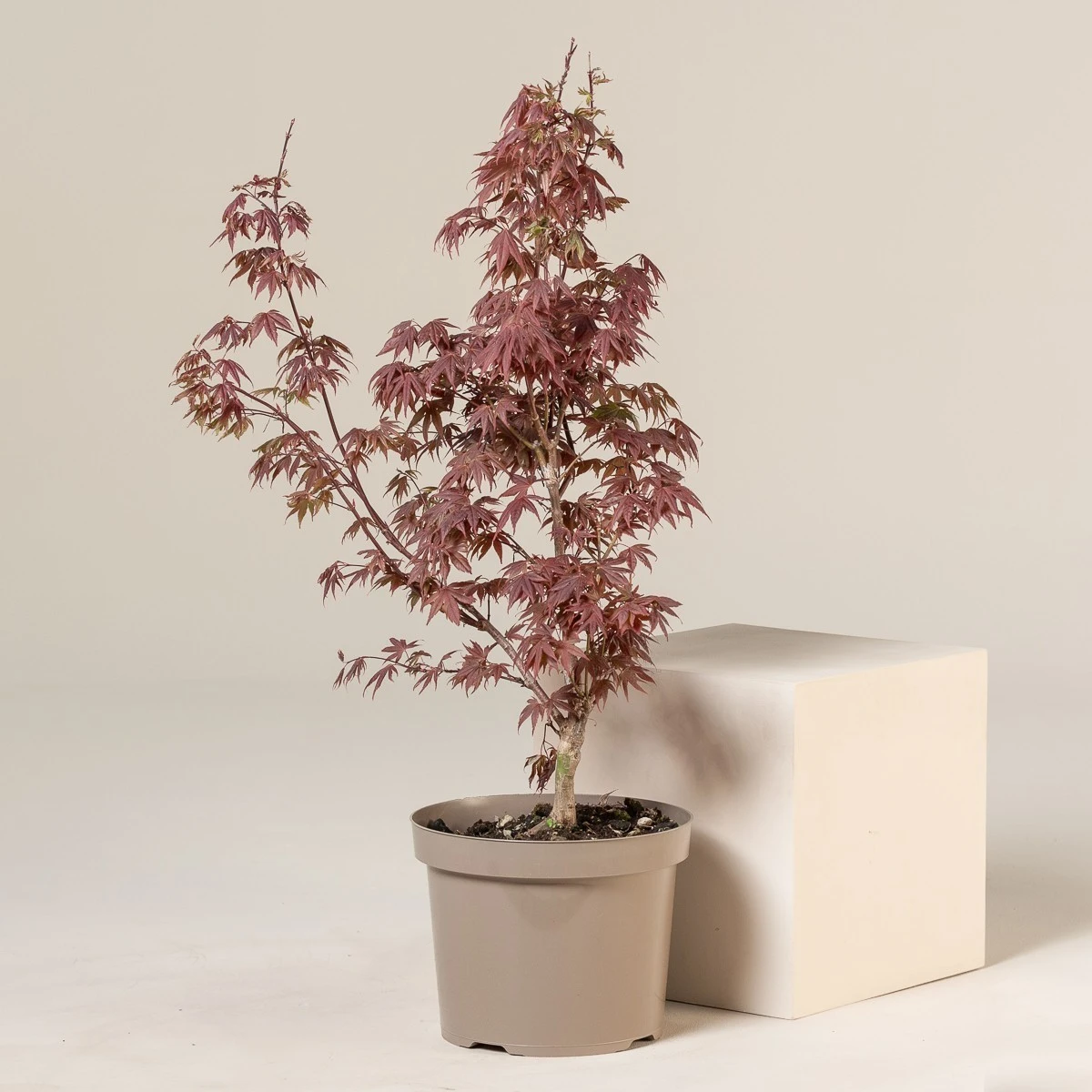 Acer Palmatum ‘Red Flash’ 1 Acer Palmatum ‘Red Flash’