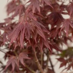 Acer Palmatum ‘Red Flash’ 13 Acer Palmatum ‘Red Flash’ -Plant Discount Store AFL scaled 1