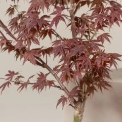 Acer Palmatum ‘Red Flash’ 19 Acer Palmatum ‘Red Flash’ -Plant Discount Store AFL 60a9646cc2711