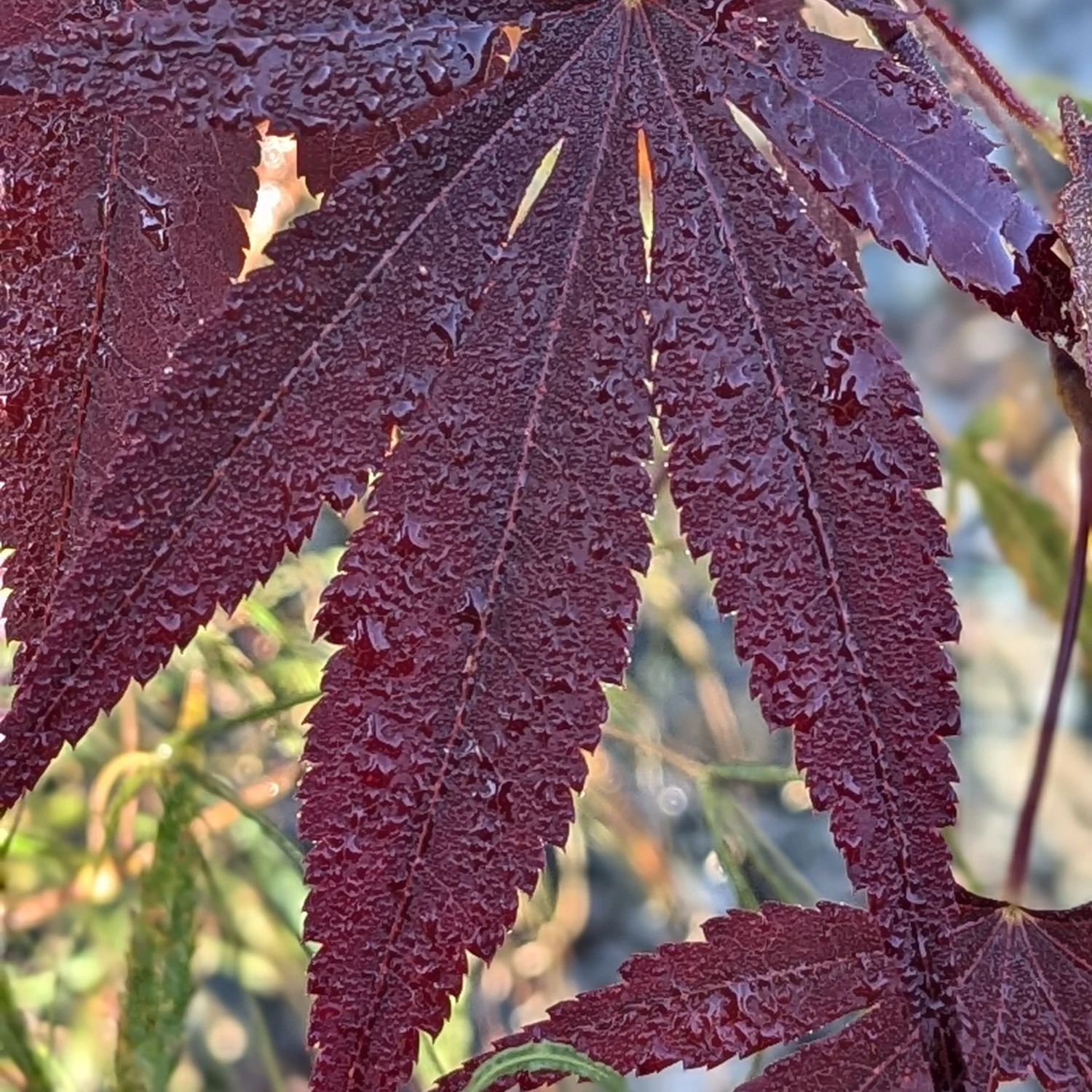 Acer Palmatum ‘Red Flash’ 11 Acer Palmatum ‘Red Flash’ - Image 11