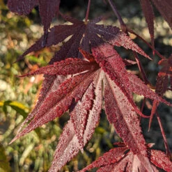 Acer Palmatum ‘Red Flash’ 18 Acer Palmatum ‘Red Flash’ -Plant Discount Store AFL 62535399fa9fd