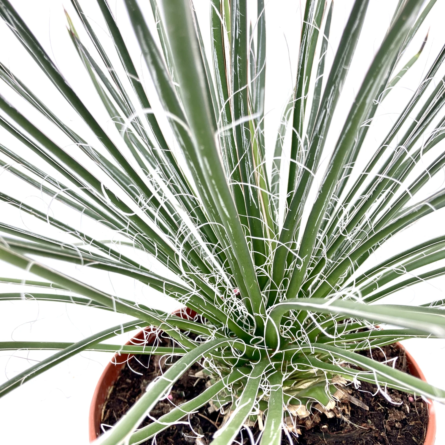 Agave Geminiflora 2 Agave Geminiflora - Image 2