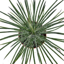 Agave Geminiflora 6 Agave Geminiflora -Plant Discount Store AGE 6231b2dfed291