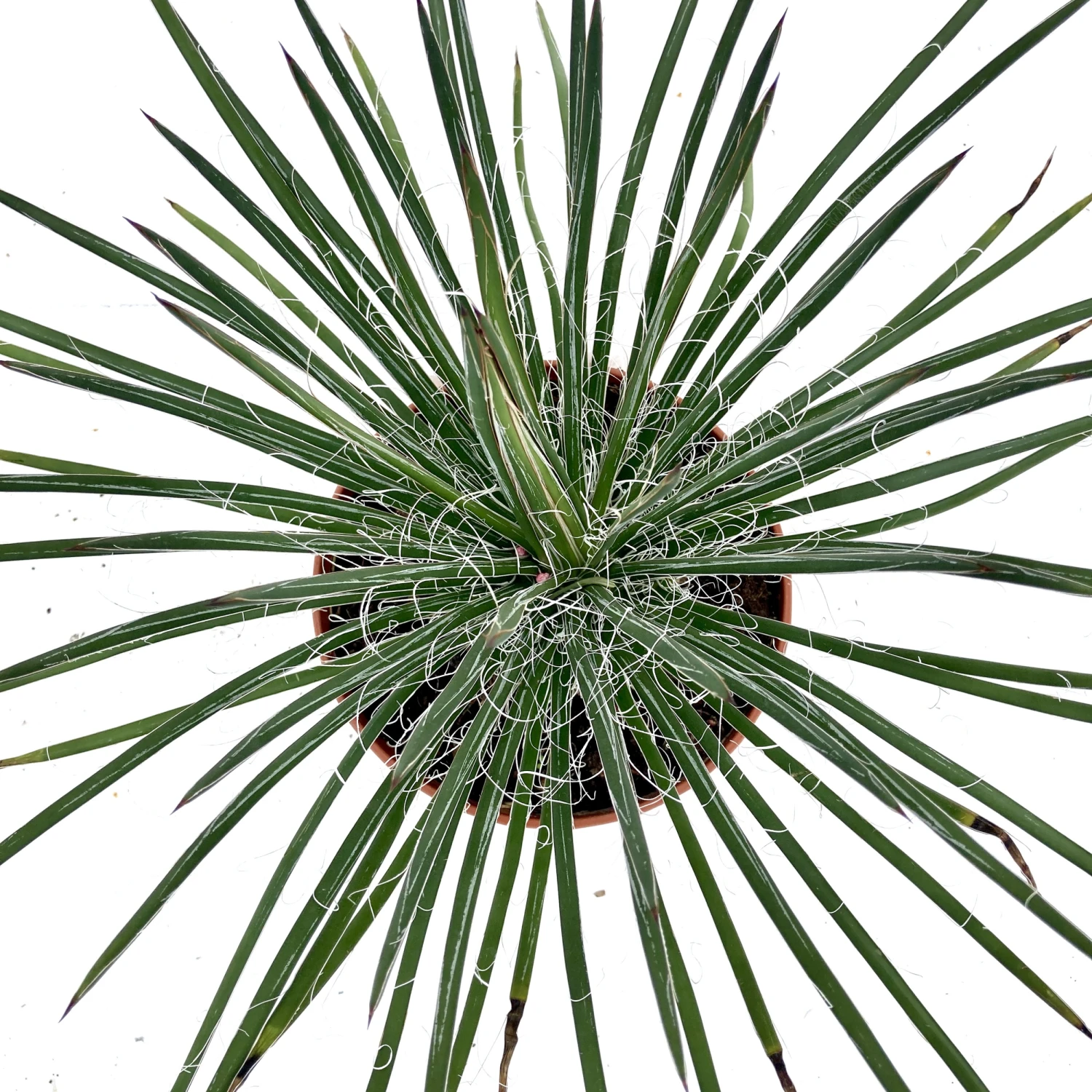 Agave Geminiflora 3 Agave Geminiflora - Image 3