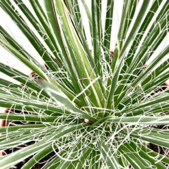 Agave Geminiflora 7 Agave Geminiflora -Plant Discount Store AGE 6231b2e4218e0