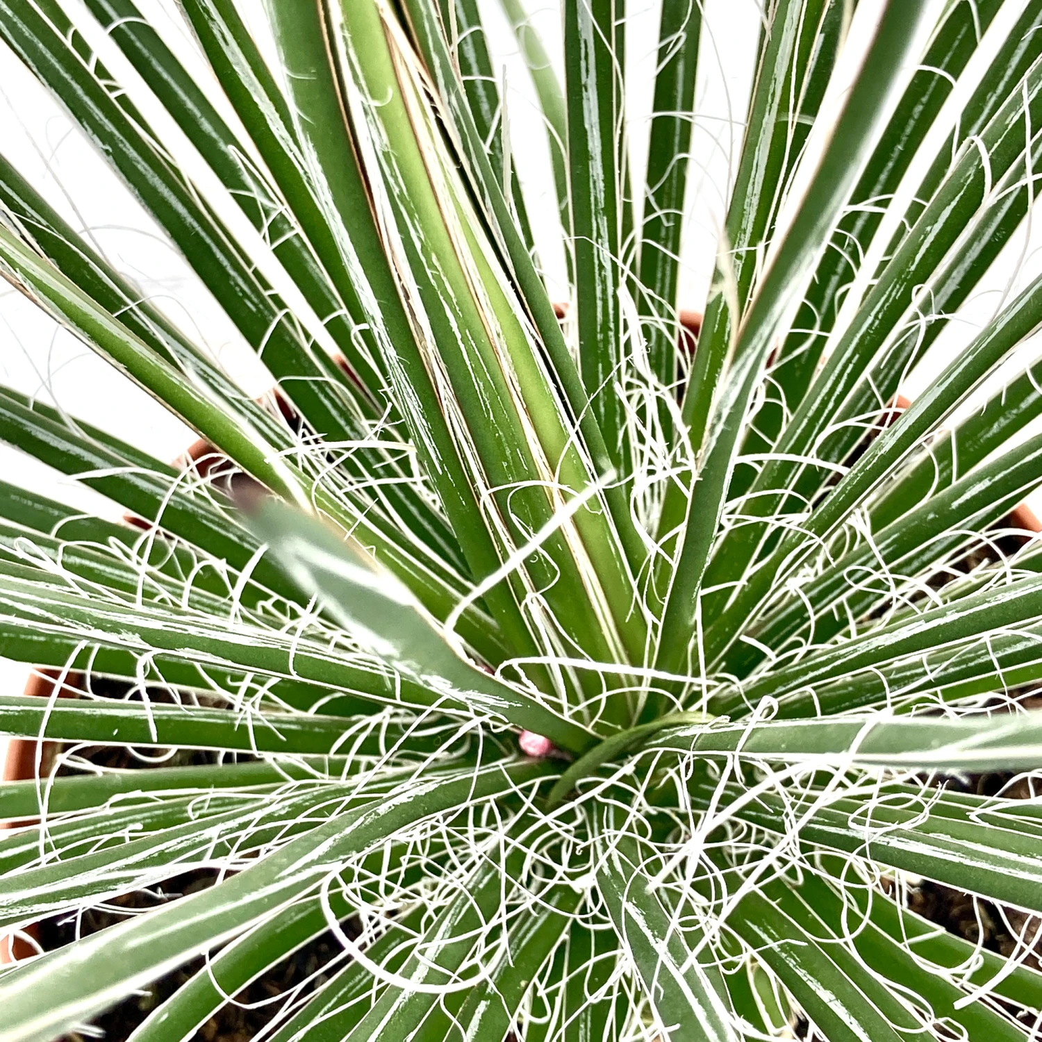 Agave Geminiflora 4 Agave Geminiflora - Image 4