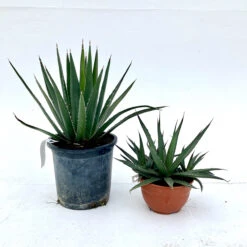 Agave Lechuguilla