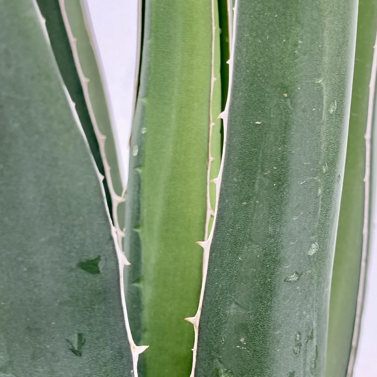 Agave Lechuguilla 2 Agave Lechuguilla - Image 2