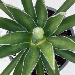 Agave Lechuguilla 6 Agave Lechuguilla -Plant Discount Store AGLE 6231b0720a76a