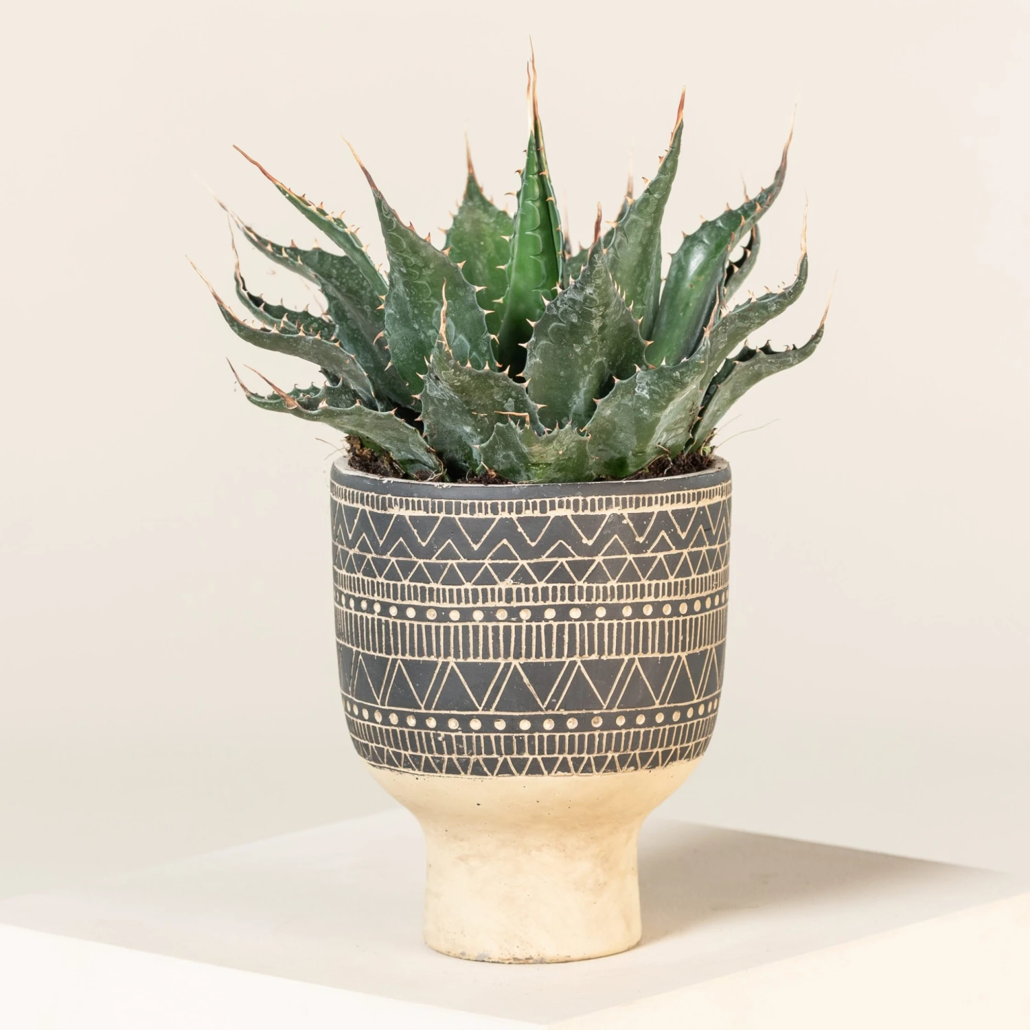 Agave Montana 1 Agave Montana