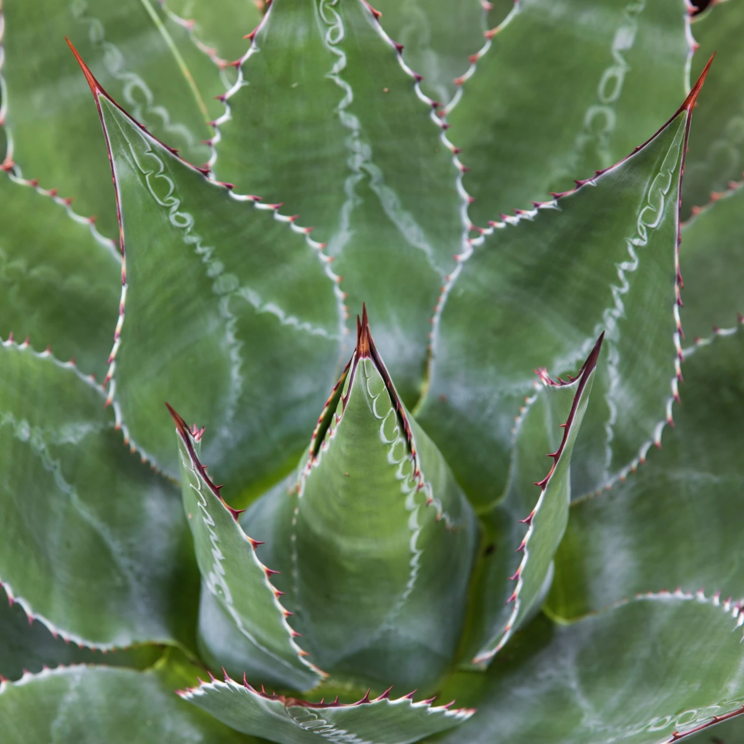 Agave Montana 5 Agave Montana - Image 5