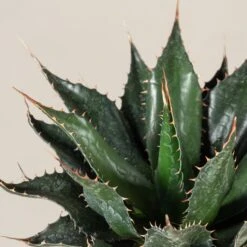 Agave Montana 26 Agave Montana -Plant Discount Store AGM 60a9234989694 3