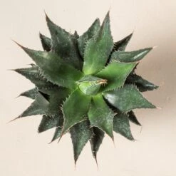 Agave Montana 27 Agave Montana -Plant Discount Store AGM 60a9234c4fd2d 3