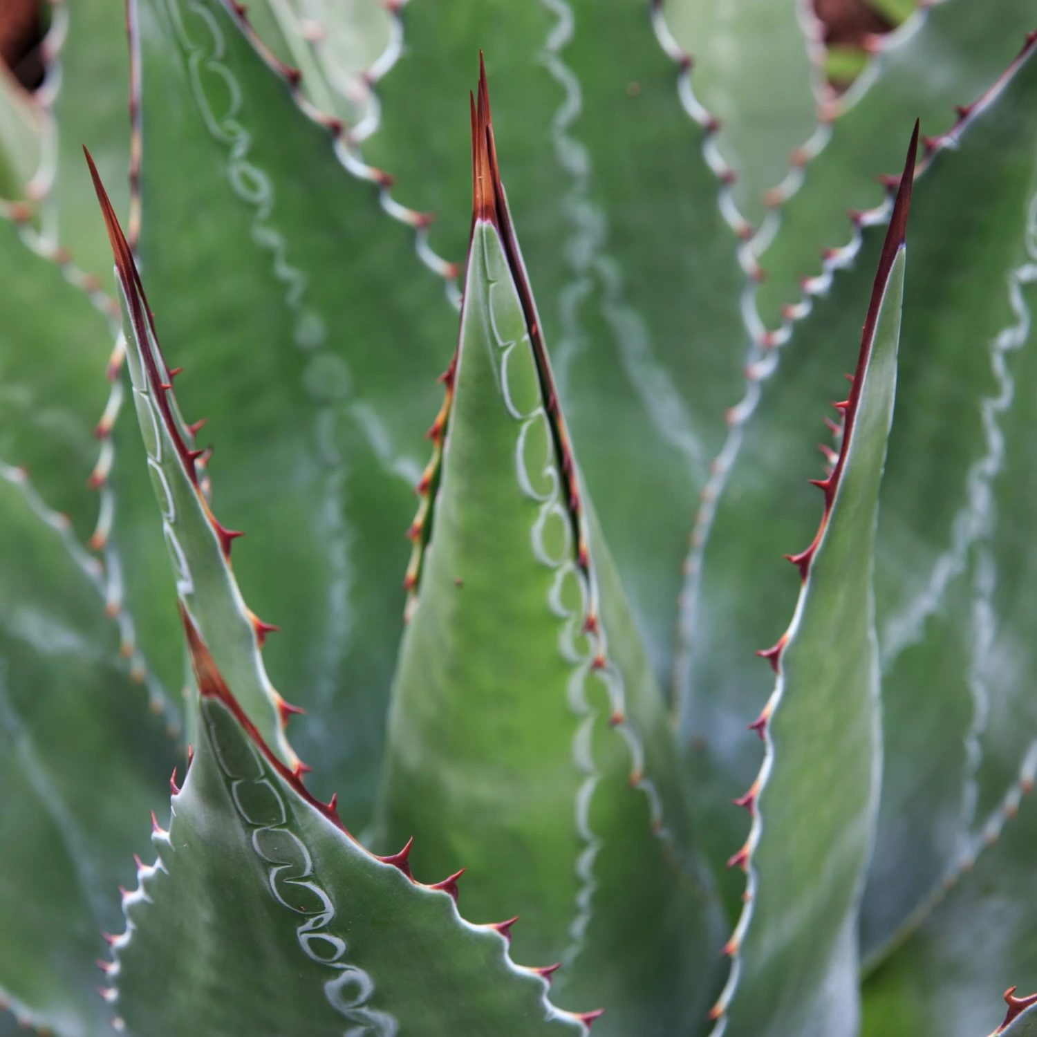 Agave Montana 9 Agave Montana - Image 9