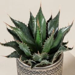 Agave Montana 29 Agave Montana -Plant Discount Store AGM 60a92352d9c31 3