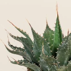 Agave Montana 30 Agave Montana -Plant Discount Store AGM 60a92358d244e 3